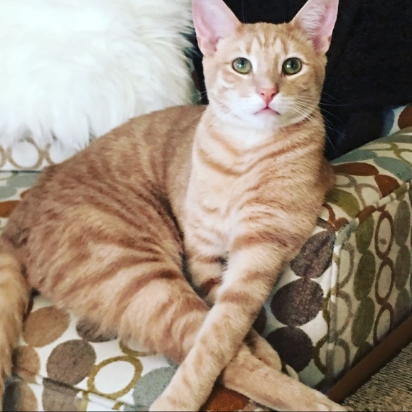 Meet your Posher, Heather - Picture 3 of 4